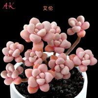 艾伦 多肉植物 绿植花卉 多肉植物 组合盆栽绿植满(请先与客服确认再下单)