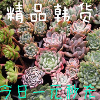 韩货多肉1元秒杀山地玫瑰熊童子钱串多肉植物盆栽满元(请先与客服确认再下单)