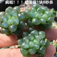 多肉植物玉露 冰灯玉露 姬玉露 水晶寿 玉扇 日月潭 宫灯玉露盆栽（请先与客服确认再下单）