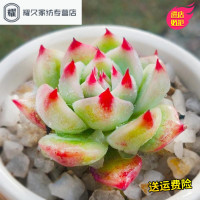 水蜜桃 萌萌肉新手园艺多肉植物办公室内组盆花卉绿植(请先与客服确认再下单)