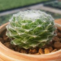 蛛丝卷绢长生草多肉植物多肉盆栽绿植花卉 满(请先与客服确认再下单)