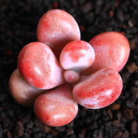 桃之卵桃蛋韩国进口多肉植物 多肉办公室盆栽组合绿植萌肉肉粉色(请先与客服确认再下单)