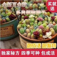 进口多肉植物种子四季易播种多肉肉种子多肉组合种子阳多肉(请先与客服确认再下单)