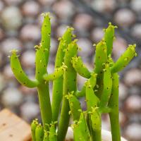 光棍树 大戟科 肉质木本植物多肉植物 盆栽多肉 趣味(请先与客服确认再下单)