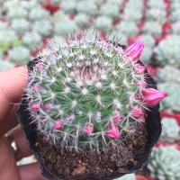 开花仙人球 玉翁 多肉植物仙人球仙人掌防辐射室内绿植好养花卉(请先与客服确认再下单)