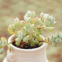 达摩福娘多头 多肉植物 为数不多带香味的肉肉(请先与客服确认再下单)