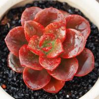 巧克力方砖 多肉植物组合盆栽花卉绿植新手园艺(请先与客服确认再下单)