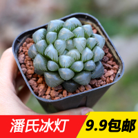 十二卷属冰灯玉露套餐多肉植物组合盆栽防辐射萌肉肉批(请先与客服确认再下单)