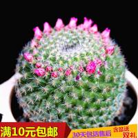 多肉植物办公室内盆栽肉肉嘟嘟批1元仙人球仙人掌科防辐射除甲(请先与客服确认再下单)