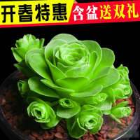 1元多肉植物山地玫瑰批 山地鸡蛋玫瑰耶罗多肉花卉绿植盆栽四季（请先与客服确认再下单）