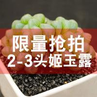 园艺 姬玉露多头群生多肉植物组合盆栽防辐射迷你 多肉不含盆(请先与客服确认再下单)