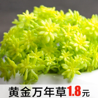 多肉植物黄金万年草多肉盆栽组合萌肉肉绿植小盆景防辐射园艺(请先与客服确认再下单)