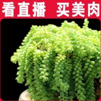 新玉缀 花卉新手组合盆栽绿植盆景免邮 多肉 B040(请先与客服确认再下单)