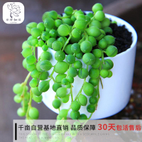 园艺|佛珠珍珠吊兰 多肉 防辐射 多肉植物组合 办公盆栽花卉(请先与客服确认再下单)
