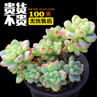 1元起售 多肉植物 生石花石生花屁股花TP乒乓福娘蓝豆(请先与客服确认再下单)