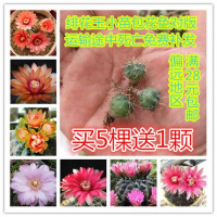 绯花玉盆栽绯花玉小苗开花的仙人球盆栽仙人掌室内多肉植物办公室(请先与客服确认再下单)