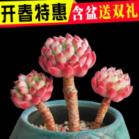 多肉植物组合盆栽稀有蓝苹果精灵阳台办公桌绿植1元多肉批含盆(请先与客服确认再下单)