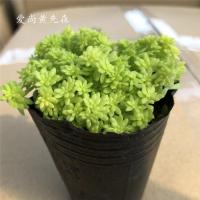 [黄金万年草 黄金草] 防辐射 净化空气 办公室小盆栽(请先与客服确认再下单)