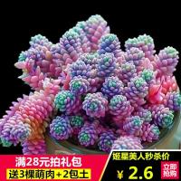 多肉植物 黄金丸叶万年草 大姬星美人 紫米粒 多肉盆栽肉肉植物(请先与客服确认再下单)