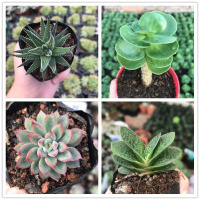 多肉好养绿植花卉盆栽 办公室桌多肉植物新手入好养活(请先与客服确认再下单)