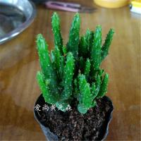 [摇钱树]办公室防辐射小盆栽满28(请先与客服确认再下单)