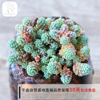 园艺|旋叶姬星美人 多肉植物花卉 办公室组合防辐射绿植盆栽(请先与客服确认再下单)