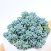 多肉植物 肉肉景天 办公室绿植 易群生 易爆盆 整盆 旋叶姬星美人(请先与客服确认再下单)