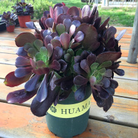 黑法师手捧花老桩群生巨型多肉植物组合盆栽超大株颗多肉(请先与客服确认再下单)