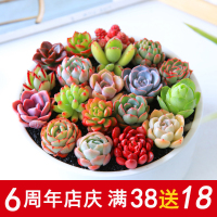 园艺|多肉植物多肉组合盆栽防辐射绿植花卉办公创意满额（请先与客服确认再下单）