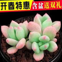 园艺 多肉植物青星美人 新手组合盆栽防辐射桌面盆栽懒人绿植（请先与客服确认再下单）