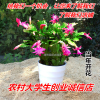 园艺盆栽蟹爪兰花苗 绿植 多肉植物 苗带根货四季开花(请先与客服确认再下单)