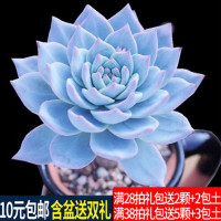1元 多肉植物组合盆栽绿植花卉 吉娃娃熊童子 多肉批肉嘟嘟(请先与客服确认再下单)