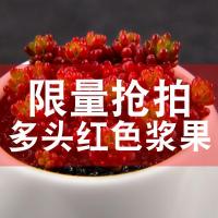 园艺 红色浆果多肉群生多头 室内花卉盆栽 多肉植物 客厅绿植(请先与客服确认再下单)