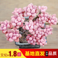 艾伦1元抢购 多肉植物组合盆栽 办公室内花卉绿植(请先与客服确认再下单)