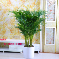 散尾葵凤尾竹室内客厅大型绿植盆栽袖珍叶夏威夷盆景花卉植物(请先与客服确认再下单)