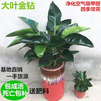 大叶金钻花卉红钻植物吸甲醛净化空气绿植盆栽客厅室内四季常青(请先与客服确认再下单)