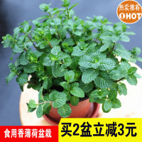 食用薄荷盆栽厨房香草植物提神调酒办公室绿植香薄荷叶柠檬薄荷苗(请先与客服确认再下单)