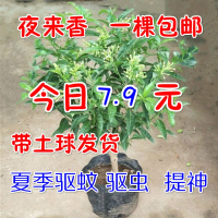 夜来香九里香盆栽室内四季开花植物树苗夏季驱蚊香草栀子花绿植(请先与客服确认再下单)