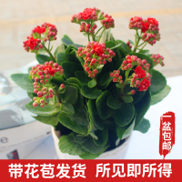 重瓣长寿花盆栽四季开花客厅桌面植物长寿花带花货绿植花卉(请先与客服确认再下单)