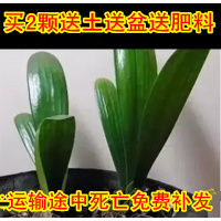 君子兰苗精品绿植花卉兰花室内观花观叶植物四季常青蝴蝶兰苗(请先与客服确认再下单)