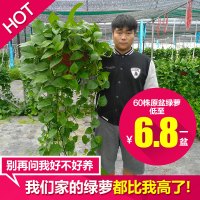 绿植绿萝盆栽室内长藤客厅水培吊兰垂吊吸甲醛防辐射净化空气大盆(请先与客服确认再下单)