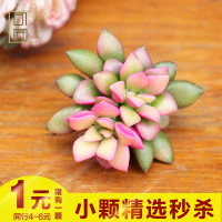 一元秒杀 多肉植物组合小盆栽 新手肉肉套餐吉娃娃多肉大花卉(请先与客服确认再下单)