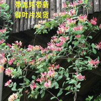庭院绿化爬藤植物室内盆栽金银花苗攀援花卉绿植四季常青开花(请先与客服确认再下单)