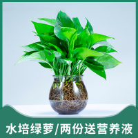 水培大叶绿萝散苗办公室客厅室内吸除甲醛绿植物盆栽水养绿箩(请先与客服确认再下单)