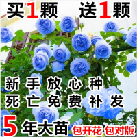四季开花蔷薇花苗爬藤植物藤本月季玫瑰庭院阳台绿植盆栽攀援花卉(请先与客服确认再下单)