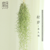 空气凤梨老人须松萝无土植物除甲醛室内客厅盆栽绿植花卉(请先与客服确认再下单)