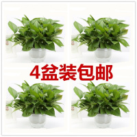 绿萝大叶长藤盆栽水培土培绿箩吊兰办公室内吸除甲醛净化空气绿植(请先与客服确认再下单)