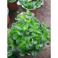 盆栽花卉 吸毒草 绿植盆栽 吸毒草吊兰 室内吸甲醛 净化空气（请先与客服确认再下单）