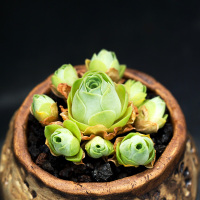 绿翡翠山地玫瑰多肉植物组合盆栽办公室多肉萌肉肉绿植云南(请先与客服确认再下单)