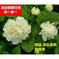 白茉莉虎头茉莉花苗盆栽可食用花卉当年开花带花苞室内庭院绿植香(请先与客服确认再下单)